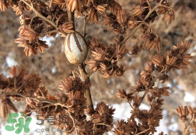 洋辣子罐怎么吃？洋辣子罐有什么營(yíng)養(yǎng)價(jià)值