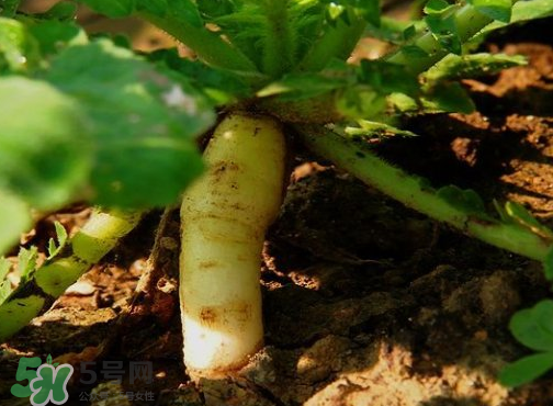 頭伏蘿卜二伏菜是什么意思？頭伏種什么菜？