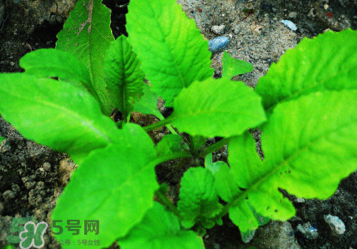 頭伏蘿卜二伏菜是什么意思？頭伏種什么菜？