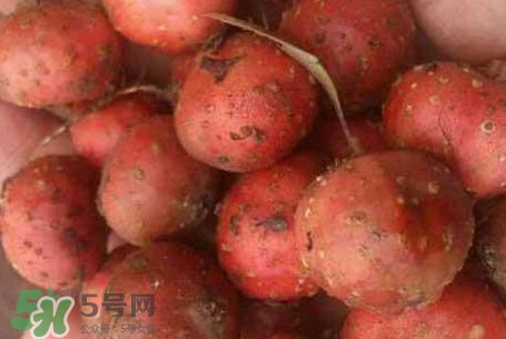 野地瓜是什么？野地瓜好吃嗎