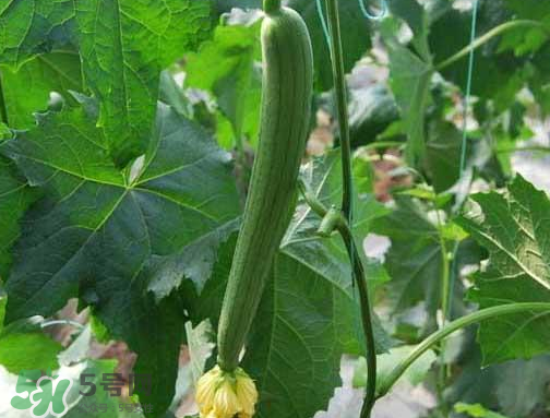 七月份可以種絲瓜嗎？絲瓜幾月份種植？