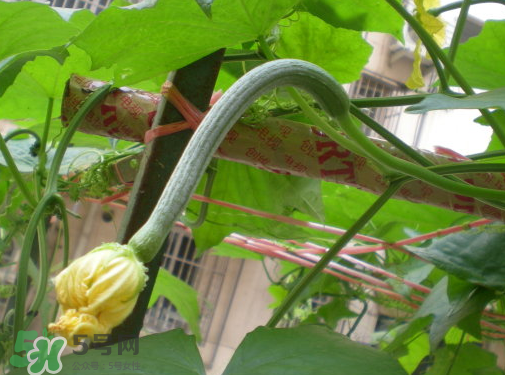 七月份可以種絲瓜嗎？絲瓜幾月份種植？