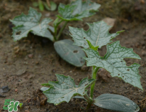 七月份可以種絲瓜嗎？絲瓜幾月份種植？