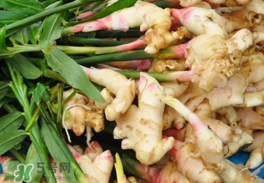 7月份可以種生姜嗎？生姜幾月份種植？