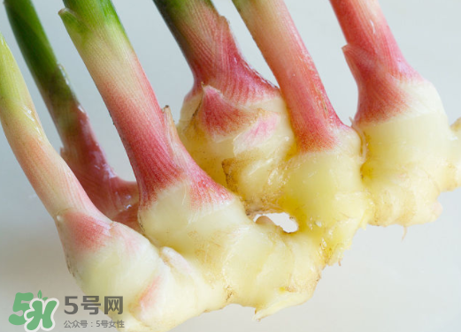 7月份可以種生姜嗎？生姜幾月份種植？