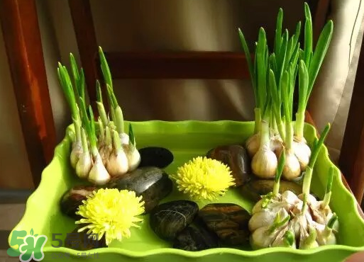 七月份可以種大蒜嗎？七月份怎樣種植大蒜才能發(fā)芽？