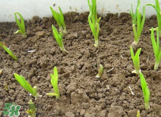 七月份可以種大蒜嗎？七月份怎樣種植大蒜才能發(fā)芽？