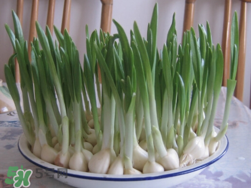 七月份可以種大蒜嗎？七月份怎樣種植大蒜才能發(fā)芽？