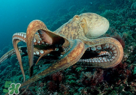 八爪魚(yú)為什么有大米？八爪魚(yú)為什么有墨汁