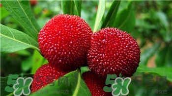 楊梅應(yīng)該怎么洗?楊梅怎么樣才能洗干凈? 楊梅應(yīng)該怎么洗?楊梅怎么樣才能洗干凈?