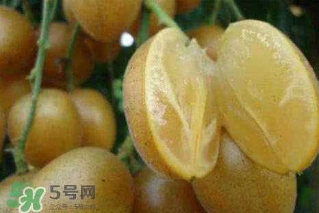 黃皮果可以減肥嗎？黃皮果能減肥嗎