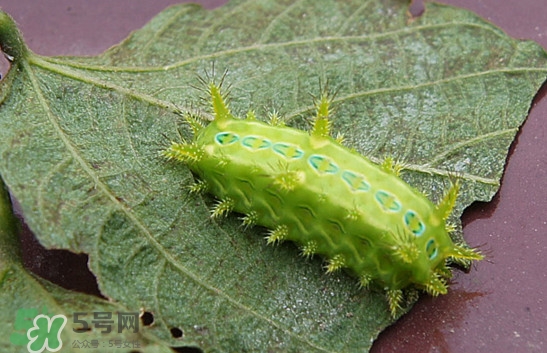 被洋辣子蟄了怎么辦？被洋辣子蟄到怎么治