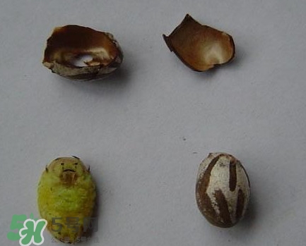 洋辣子是毛毛蟲嗎？洋辣子和毛毛蟲的區(qū)別