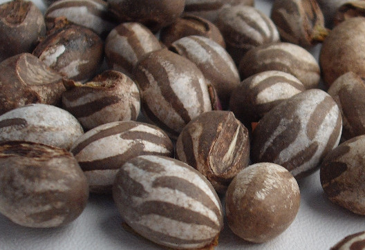 洋辣子多少錢一斤？洋辣子罐是什么