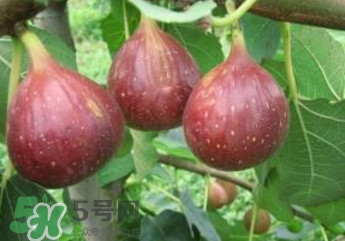 無(wú)花果什么品種最好？無(wú)花果哪種品種好吃