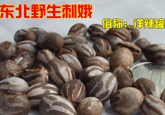 洋辣子多少錢一斤？洋辣子罐是什么