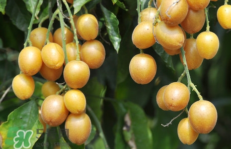 黃皮可以吃皮嗎？黃皮果可以帶皮吃嗎