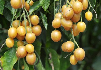 黃皮果能解酒嗎？黃皮果可以解酒嗎