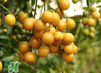 黃皮果什么人不能吃？黃皮果不能和什么一起吃