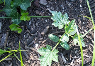 七月份可以種絲瓜嗎？絲瓜幾月份種植？