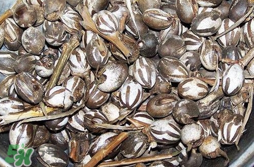 洋辣子罐怎么吃？洋辣子罐有什么營(yíng)養(yǎng)價(jià)值