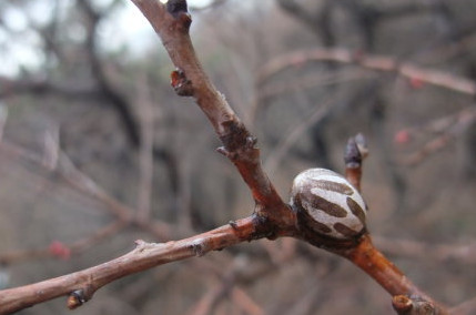 洋辣子多少錢一斤？洋辣子罐是什么