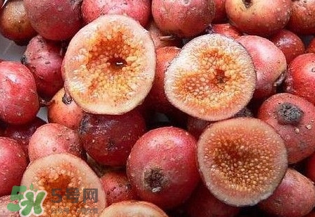 野地瓜是什么？野地瓜好吃嗎