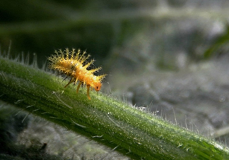 洋辣子是什么？洋辣子能吃嗎？