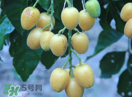 黃皮果什么人不能吃？黃皮果不能和什么一起吃