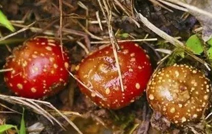 野地瓜哪里可以買到？哪個(gè)地方有種植野地瓜的