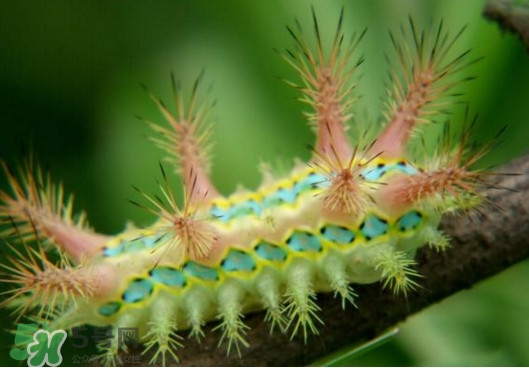 被洋辣子蟄了怎么辦？被洋辣子蟄到怎么治