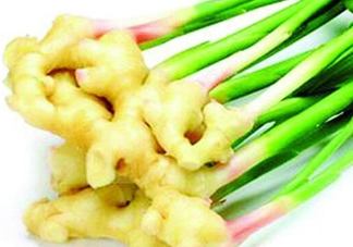 7月份可以種生姜嗎？生姜幾月份種植？