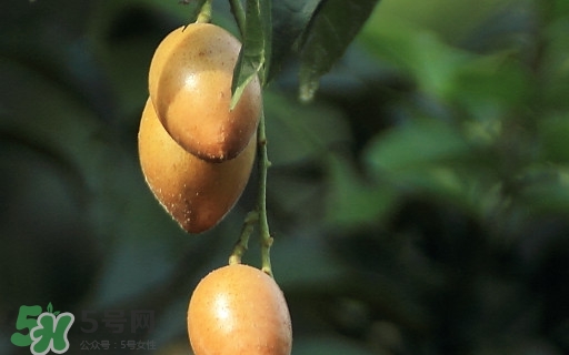 黃皮果可以減肥嗎？黃皮果能減肥嗎