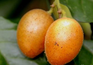 黃皮可以吃皮嗎？黃皮果可以帶皮吃嗎