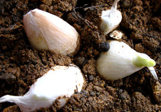 七月份可以種大蒜嗎？七月份怎樣種植大蒜才能發(fā)芽？