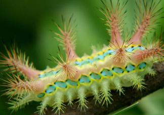 被洋辣子蟄了怎么辦？被洋辣子蟄到怎么治