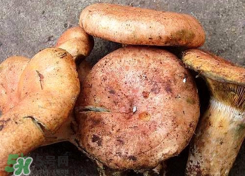 重陽菌可以種植嗎？重陽菌為什么不能人工種植？