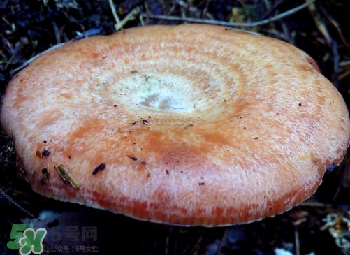 重陽(yáng)菌什么時(shí)候有？重陽(yáng)菌不能與什么食物一起吃