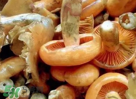 樅樹菌有毒嗎？樅樹菌怎么做好吃？