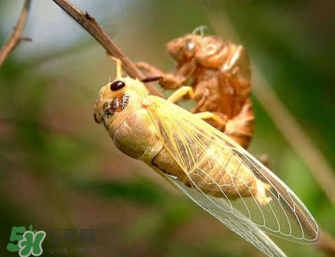 入伏還有知了猴嗎？入伏后還有知了猴嗎？