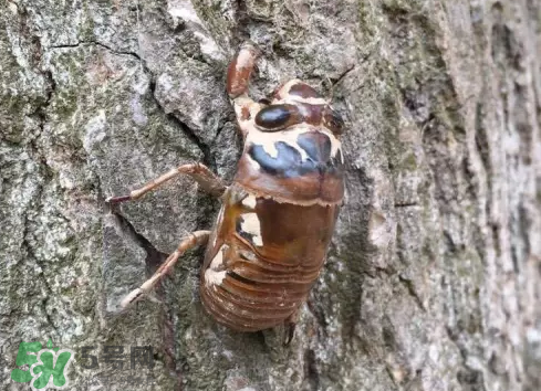 入伏還有知了猴嗎？入伏后還有知了猴嗎？