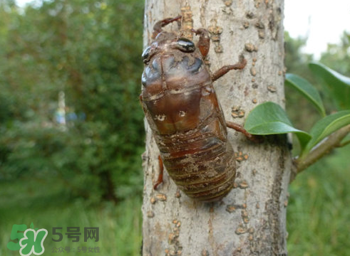 入伏還有知了猴嗎？入伏后還有知了猴嗎？
