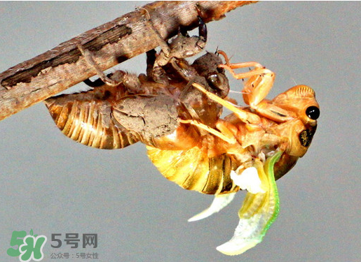 知了猴什么時候出來？知了猴幾月份出來？