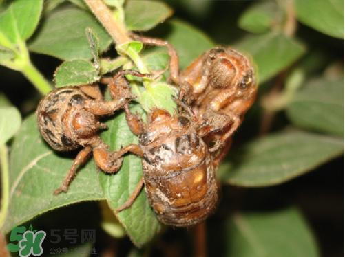 知了猴什么時候出來？知了猴幾月份出來？