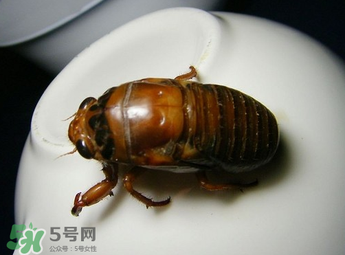 知了猴什么時候出來？知了猴幾月份出來？