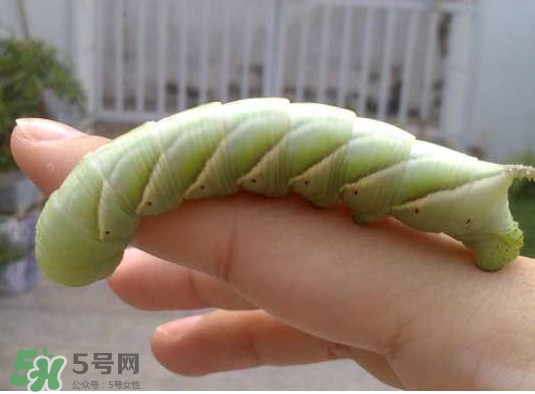 豆丹是什么？豆丹多少錢一斤？