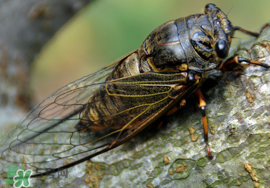 知了變黑了還能吃嗎？知了猴為什么會變黑？
