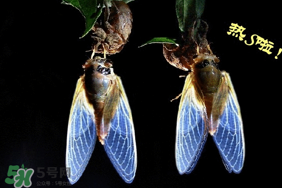 知了變黑了還能吃嗎？知了猴為什么會變黑？