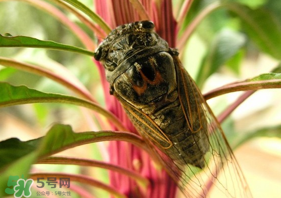 知了變黑了還能吃嗎？知了猴為什么會變黑？