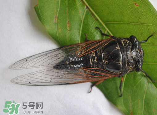 知了怎么保存不發(fā)黑？知了猴變黑了怎么辦？